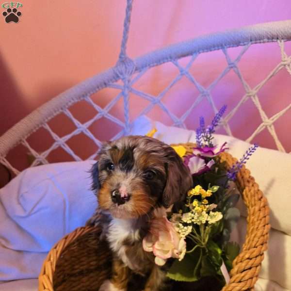 Banjo, Cavapoo Puppy